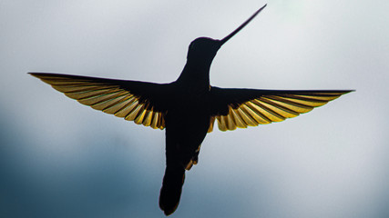 Beautiful hummingbird silhouette and lights © Cristian