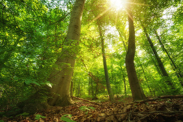 Traumhafte Wald Stimmung im grünen frühlingshaften Wald