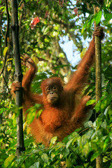 Young Sumatran orangutan sitting on trees in Gunung Leuser National Park, Sumatra, Indonesia © donyanedomam