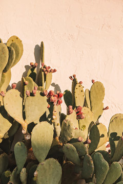 side view of a blossoming cactus