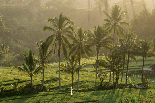 Jatiluwih rice terraces, Bali, Indonesia