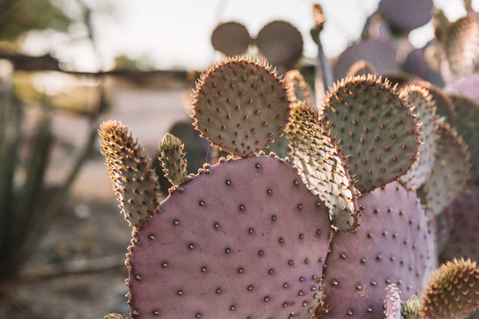 side view of a green and purple cactus