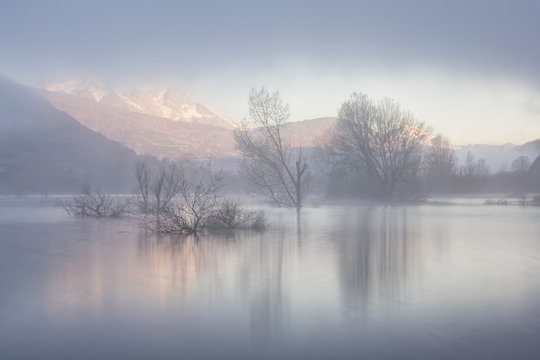 Trees and fog from aerial view