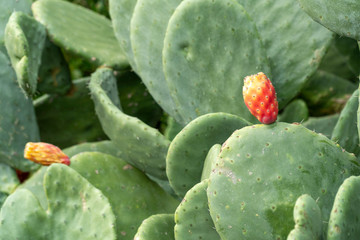 Close up on an orange fruit of a cactus plant