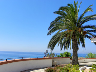 Palm tree with a view on the sea