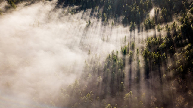 Stunning morning light cuts through the fog in Washington