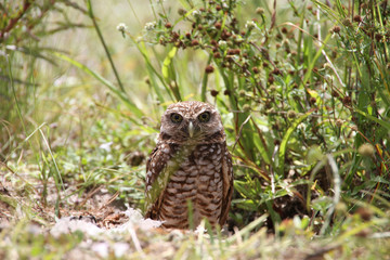 Burrowing Owls