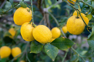 Fresh lemons on tree in a home garden.