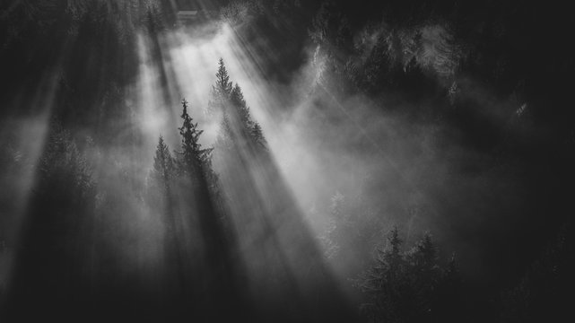 Rays of sun cutting lines in the morning fog