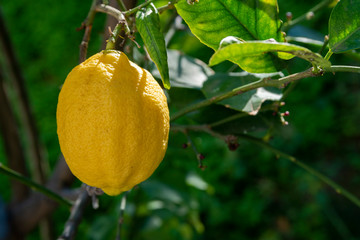 Fresh lemons on tree in a home garden.