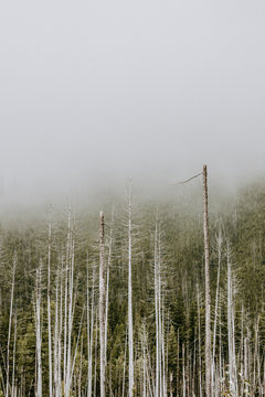 pine covered mountain disappearing into clouds with dead trees