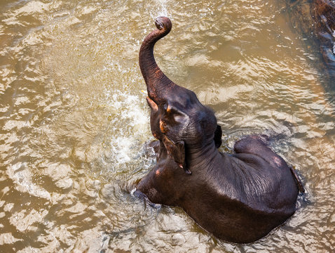 Elephant bathing in Pinnawala / Sri Lanka