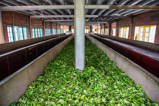 Ceylon tea leaves on a drying rack in Sri Lanka