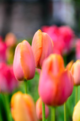 red tulips in the garden