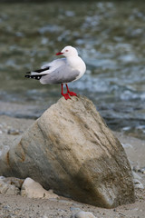 Red-billed gull sitting on a rock