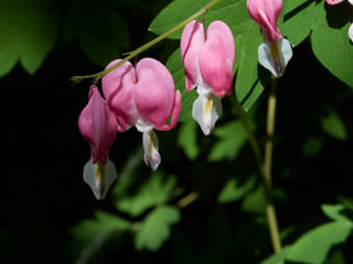 A spring blooming bleeding heart flower also known as lamprocapnos spectabilis and formerly the dicentra.