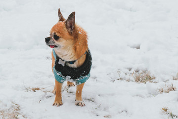 little brown chihuahua in blue jumpsuit walks in the winter in the snow 