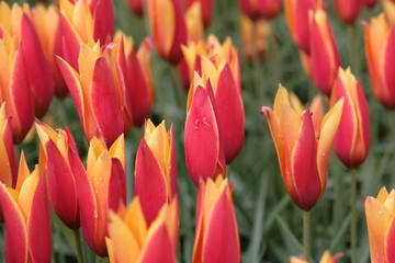 red and yellow tulips