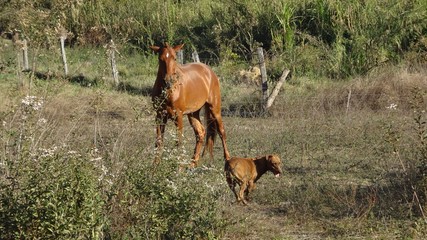 Horse and dog in farm
