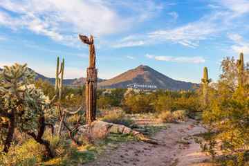 Sonoran desert landscape with cactus in Phoenix, Arizona
