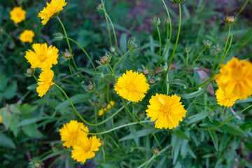 yellow coreopsis flowers in the garden top view. growing flowers to decorate flower beds.