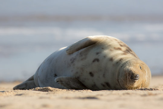 Sleeping beauty. Beautiful seal asleep on the beach. Peaceful animal
