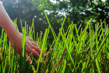 Vetiver and a hand, grass with large and green leaves. Fresh and colorful leaves close up. Chrysopogon zizanioides.