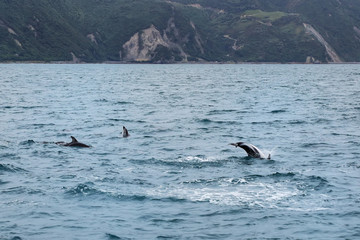 Fototapeta premium Dusky dolphins swimming off the coast of Kaikoura, New Zealand