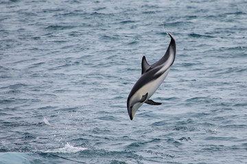 Dusky dolphin leaing out of the water © donyanedomam