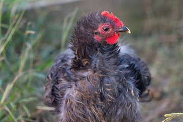 Black and white frizzle bantam cochin chicken