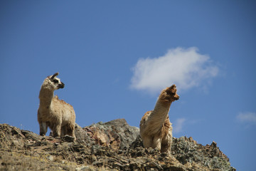 lamas in the desert © derpomic