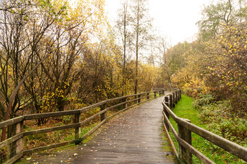 Fototapeta premium wooden bridge in the forest