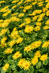 Background: Yellow flowers in spring
