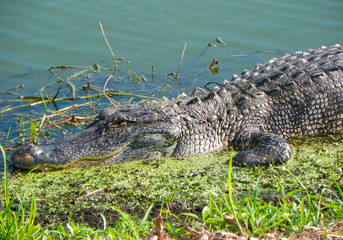 sleeping crocodile on the grass by the water