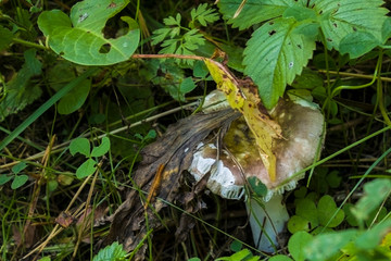 white forest mushroom