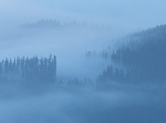 Misty  forest in the morning in the basque country, spain