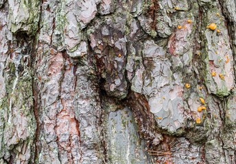 Old Christmas tree bark with sticky needles and resin, closeup