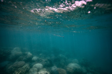 Fototapeta na wymiar Fish just under the surface