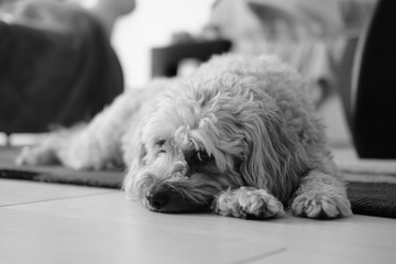 cute cavapoo puppy resting on her paws looking at the camera in black and white