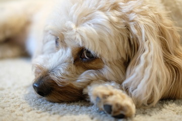 close up of a cute cavapoo puppy 