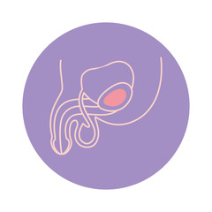 Isolated male reproductive system icon vector design