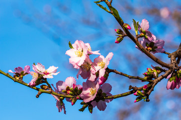Almond tree branch with flowers in the spring garden in the morning. 