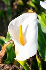 flor