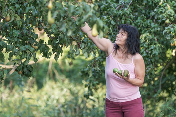 Frau erntet Birnen