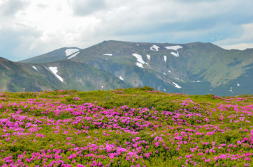 Obraz premium Spring in mountains with flowers blooming.
