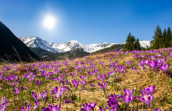 Fototapeta Beautiful spring landscape of mountains with crocus flowers