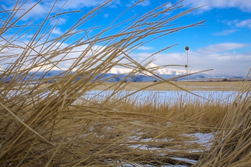 Obraz premium plant on the background of the mountain