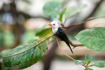 Vogel
