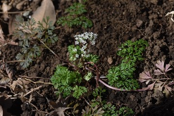 Osmorhiza aristata is a perennial apiaceae that grows in the shade of a tree and has white florets.