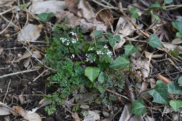 Osmorhiza aristata is a perennial apiaceae that grows in the shade of a tree and has white florets.